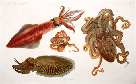 Representative Cephalopoda Cuttlefish Squid Biomedical Ephemera