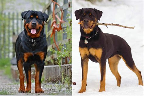 German Rottweiler Vs American Rottweiler