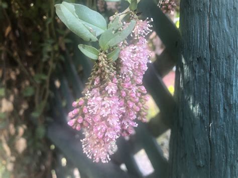 Siete Huiras Ercilla Spicata Vivero Pumahuida