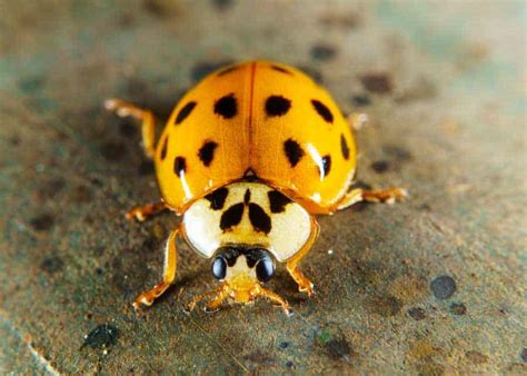 Ladybug vs Asian Lady Beetle vs Japanese Beetle: 4 Differences » The Buginator