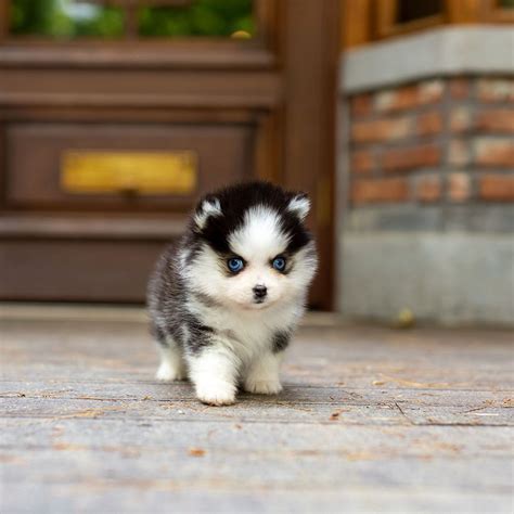 Teacup Pomsky - Dog Breed Information, Characteristics, Pictures, & Facts