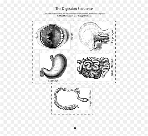 Parts Of The Digestive System Cut Out, HD Png Download - 579x750 ...