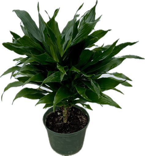 6″ Dracaena Green Jewel The Kc Plant Factory