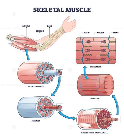 Skeletal muscle structure layers with anatomical closeups outline ...