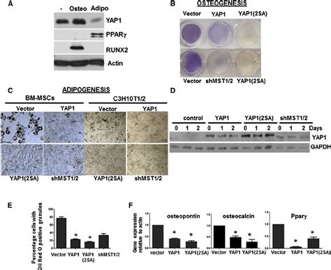 Yap Overexpression Inhibits Osteogenesis And Adipogenesis In Mscs A