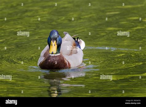 Wild Duck Swimming In Lake Water Birds Stock Photo Alamy