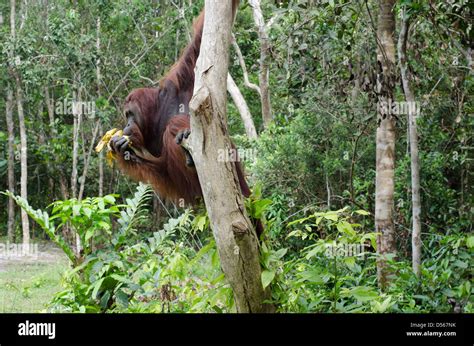 Borneo Orangutan Banana Hi Res Stock Photography And Images Alamy