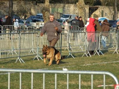 Elevage De L Hacienda Del Matador Eleveur De Chiens Berger Allemand