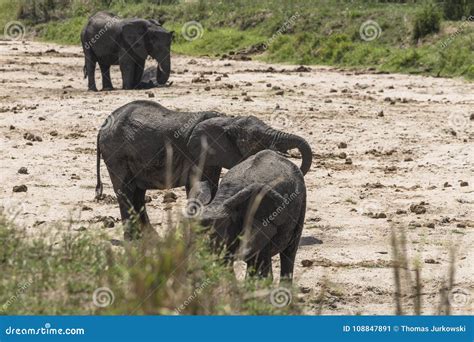 Herd Of African Bush Elephants Stock Image Image Of Blue Mammals