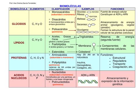 Biomolculas Cuadro Comparativo BiomolÉculas BiomolÉcula Elementos ClasificaciÒn Ejemplos