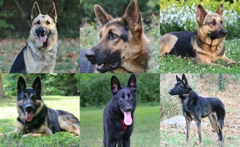 German Shepherd Rescue Adoption | PETSIDI