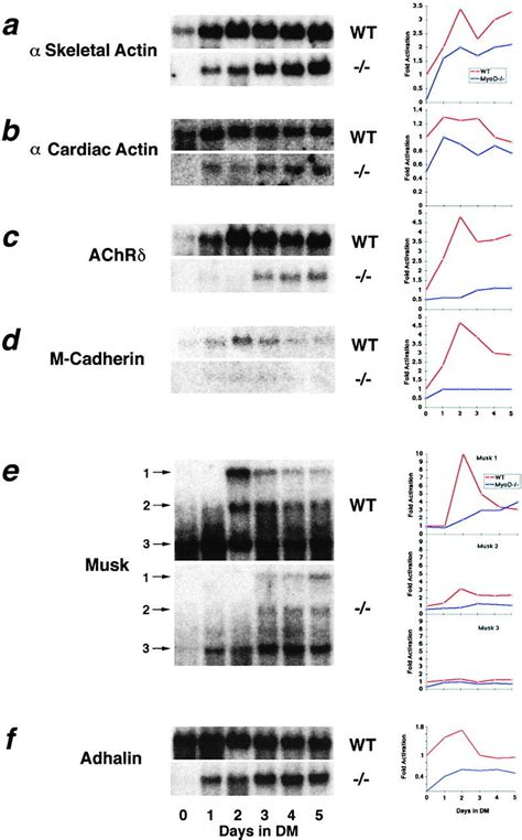 Reduced Expression Of Differentiation Specific Markers In MyoD