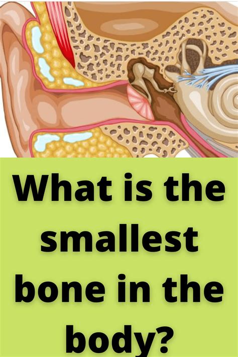 The smallest bone in the human body | Body, Middle ear, Human body