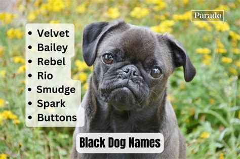 205 Black Dog Names (Male and Female) - Parade Pets