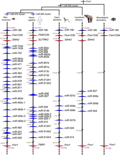 A Microrna Cluster In The Fragilex Region Expressed During