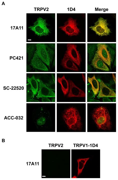 Immunostaining With Trpv2 Antibodies A Hela Cells Transiently