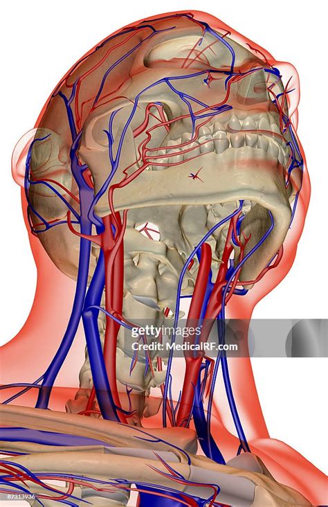 The Blood Supply Of The Head And Neck High Res Vector Graphic Getty