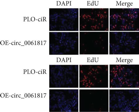 Effects Of Overexpression Of Hsa Circ 0061817 On The Cell Viability And