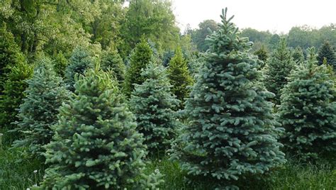 Les Sapins Bio Montjoie En Couserans En Ari Ge Ici