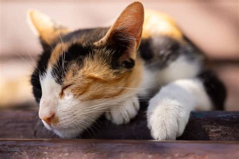 Reasons Why Your Cat Won T Sleep With You Hubpages