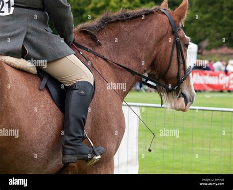 Riding a Clydesdale Horse Stock Photo - Alamy