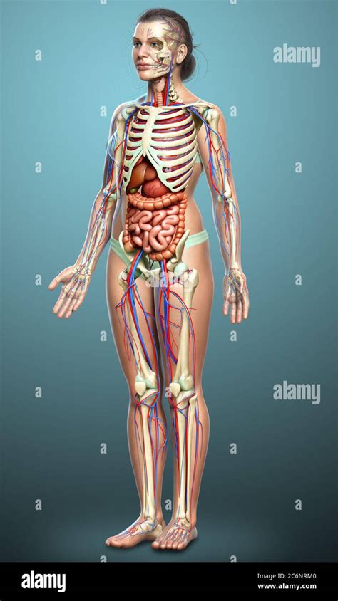 3d Rendered Medically Accurate Illustration Of Female Internal Organs