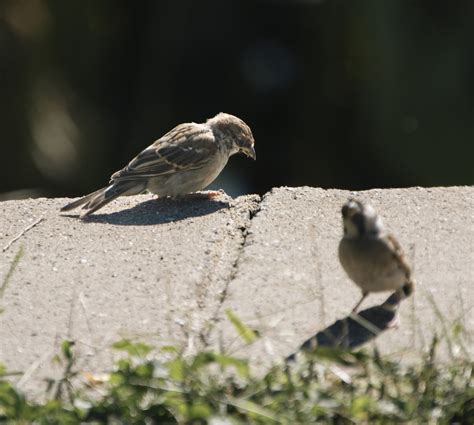 Sparrows Birds Perched Free Photo On Pixabay Pixabay