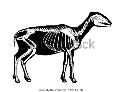 Sheep Skeleton Stock Vector (Royalty Free) 119944378