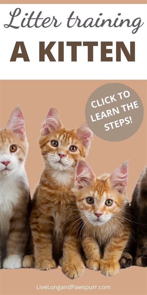 How To Train Kittens To Use The Litter Box Best Cat Litter Training