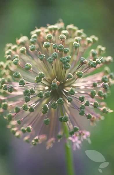 Purple Sensation Allium Bulbs Deer Resistant And Easy To Grow