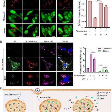 The Deprotection Effect Of Pd Nanozymes On The Pro Hcpt A Schematic