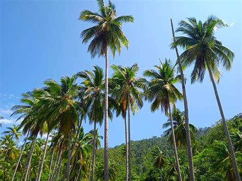 The Coconut Trees in Tropical Island Stock Photo - Image of tropical ...