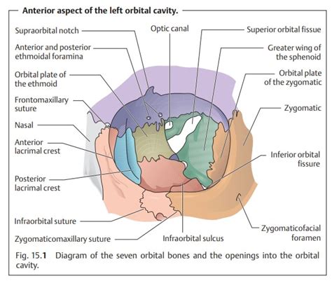 Orbital Cavity