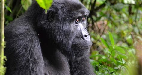 Days Congo Mountain Gorilla Trekking Safari In Virunga National Park