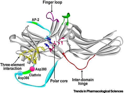 Gpcr Dependent And Independent Arrestin Signaling Trends In