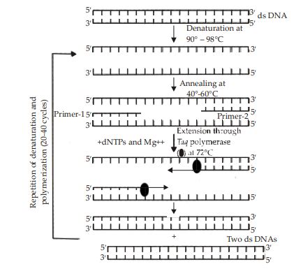 The Figure Below Shows Three Steps A B C Of Polymerase Chain Reaction