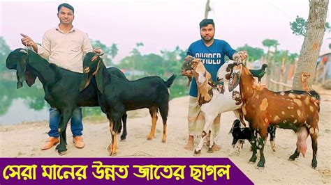 🐐🐐২য়পর্ব হাই কোয়ালিটি তোতাপুরি হরিয়ানা বিটল ও শিরোহি ছাগল পালন ছাগলের খামার নাটোর জেলা