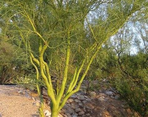 50 Blue Palo Verde Parkinsonia Florida Seeds Arizona S State Tree Green