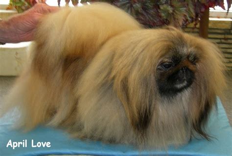 Photo Gallery Happy Tail Pekingese