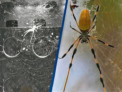 Spiders Discover Creative Way to Make Webs Without Gravity Aboard the ...