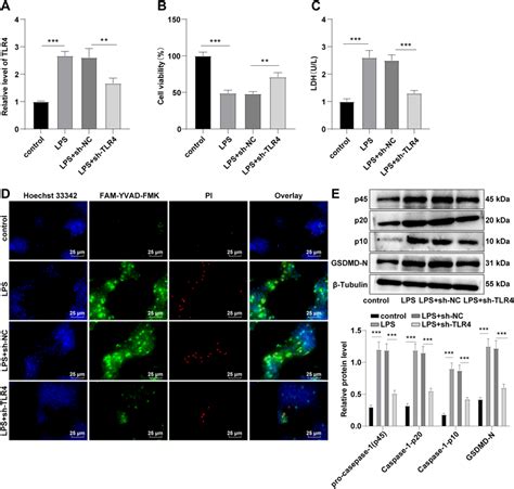 TLR4 Knockdown Inhibited Cell Pyroptosis LPS Induced HK 2 Cells Were