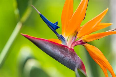 7 Photographers On Shooting Outstanding Botanical Shots