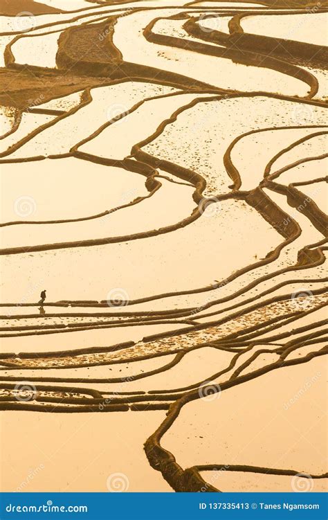 Aerial View, Chinese Farmer Walking in the Rice-paddy Terracing of ...