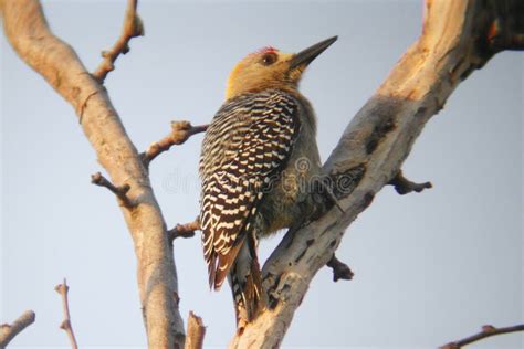 Hoffman S Woodpecker Melanerpes Hoffmannii Perched On A Branch Stock