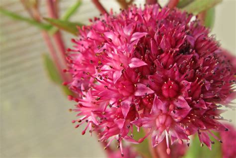 Images Gratuites fleur violet pétale été produire botanique