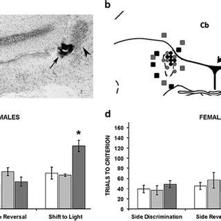 Sex differences in locus coeruleus μ opioid receptor LC MOR protein
