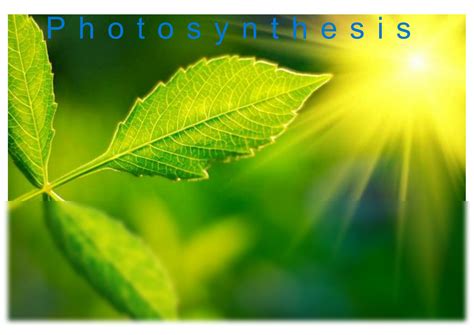 Solution Photosynthesis Photosynthesis Studypool