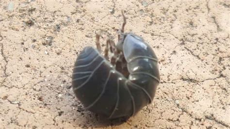 Very Large Roly Poly Bug Aka Pill Bug Youtube