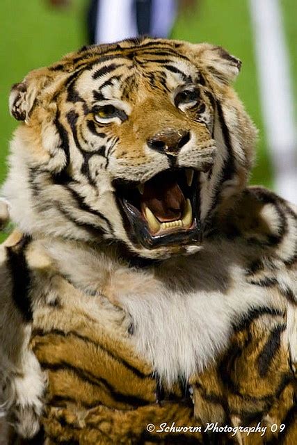 Massillon Tigers Mascot Obie Tiger Town Massillon Massillon Ohio