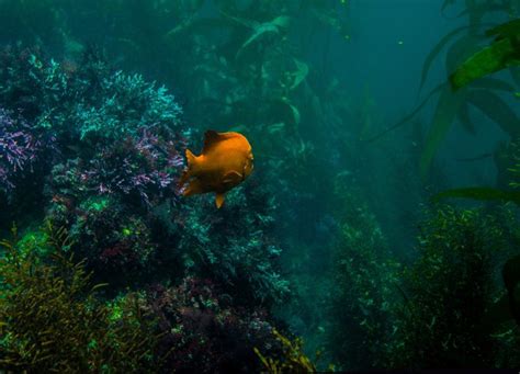 Songs Of The Salish Sea Freediving In The Kelp Forests Of The San Juan